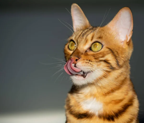 Gato Doméstico Lame Los Labios Después Comer —  Fotos de Stock