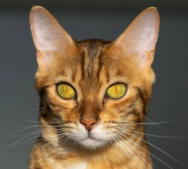 Retrato Cerca Gato Doméstico Bengala Luz Solar Natural — Foto de Stock