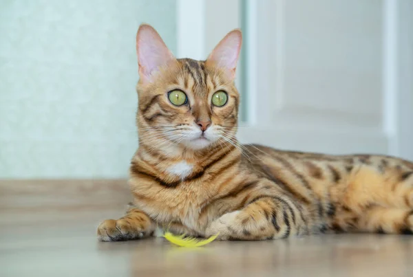 Gato Doméstico Juega Con Una Pluma Amarilla Cuarto Luz —  Fotos de Stock