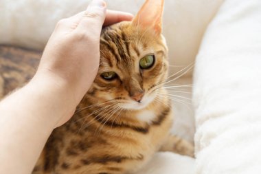 Evcil kedi nazikçe okşanmayı sever..