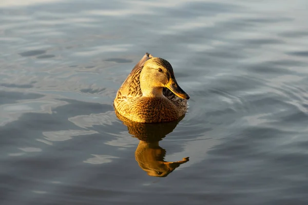 Golden Rays Sun Illuminate Wild Duck — Stock Photo, Image