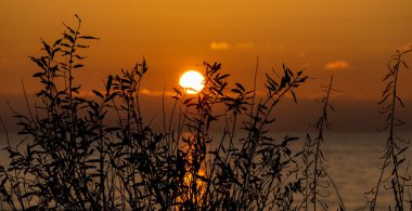Çimenlerin silueti, denizin üzerinde turuncu bir günbatımının arka planında..