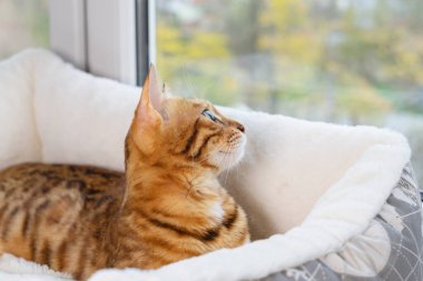 Tekir kedi faiziyle pencereden bakar..