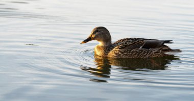 Sakin sularda yüzen vahşi bir ördek.