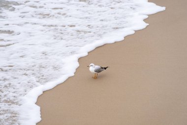 Kumsalda bir martı dalgaya bakar..