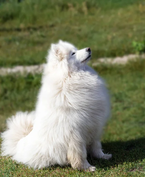 Ein Hund Mit Weißem Fell Sitzt Auf Grünem Gras Erwartung — Stockfoto