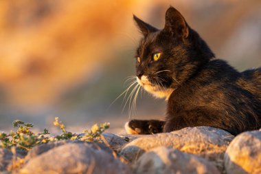 Güneş ışınlarıyla aydınlatılan siyah evcil bir kedinin yakın plan portresi..