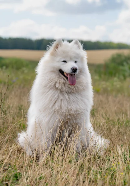 Evcil Hayvan Yakın Plan Beyaz Köpek Dili Dışarıda Oturur — Stok fotoğraf