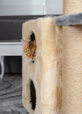 Bengal kedisi kedinin evinden dışarı bakar..