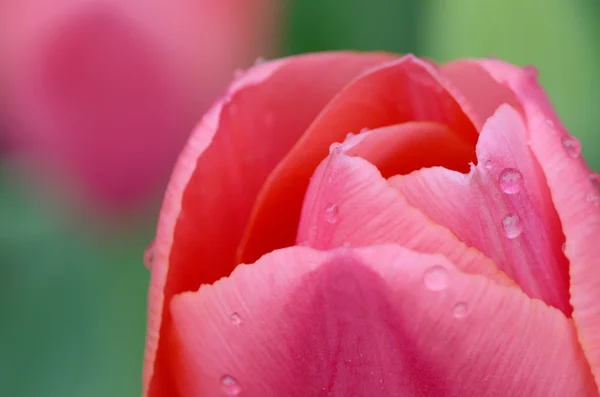 Zoete tulpen — Stockfoto