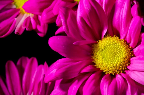 Purple mums — Stock Photo, Image