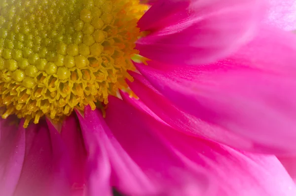 Purple mums. — Stock Photo, Image