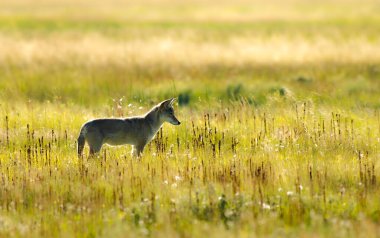 Yellowstone Ulusal Parkı 'ndaki çakallar ABD' nin en büyüğü ve parkın hayati bir ekosistem parçasıdır. Kurtların yeniden ortaya çıkmasından sonra artık büyük köpek değillerdi ve nüfusları önemli ölçüde azaldı.