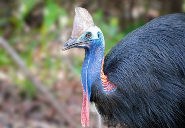 Cassowaries dünyanın en tehlikeli kuşu olarak kabul edilir. Kaslı bacakları ve büyük pençeleri var. Tehdit edildiklerinde ayağa fırlayıp o hançerlerle pençeler gibi saldırıyorlar. Ama çoğu vahşi yaşam gibi onlar da insanlardan kaçmayı tercih ederler.