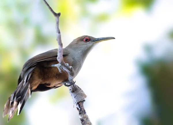 Puerto Rican Lizard Cuckoo — Stock fotografie