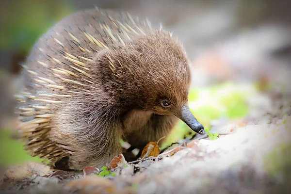 Echidnas Also Called Spiny Anteaters Have Some Really Strange Characteristics — 图库照片