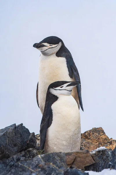 Pareja Pingüinos Con Correa Barbilla Antártida — Foto de Stock