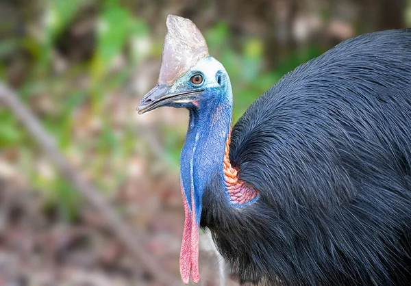 Cassowaries dünyanın en tehlikeli kuşu olarak kabul edilir. Kaslı bacakları ve büyük pençeleri var. Tehdit edildiklerinde ayağa fırlayıp o hançerlerle pençeler gibi saldırıyorlar. Ama çoğu vahşi yaşam gibi onlar da insanlardan kaçmayı tercih ederler.