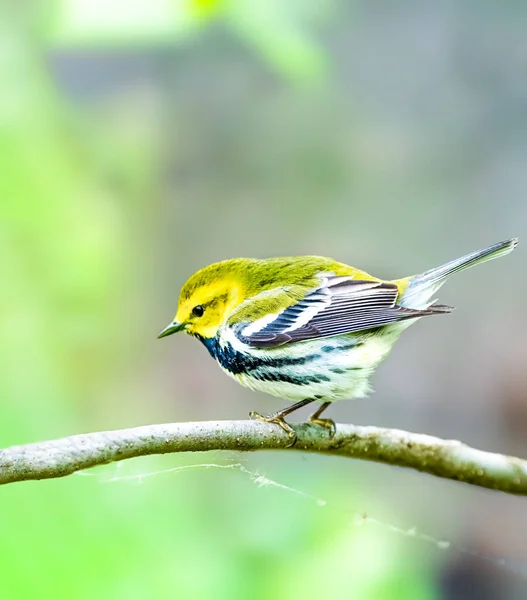 Verdinho Garganta Preta — Fotografia de Stock