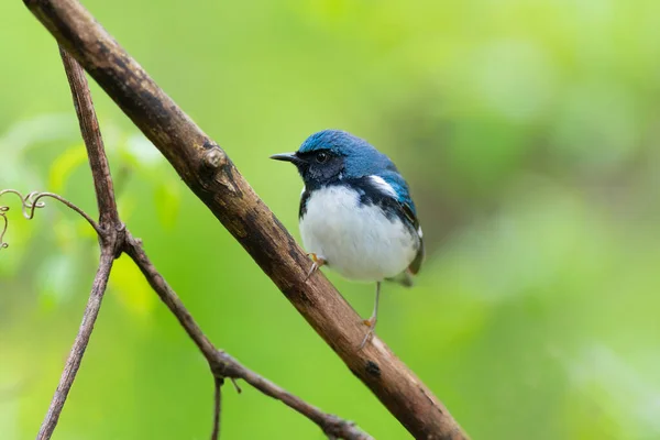 Preto Garganta Azul Warbler — Fotografia de Stock