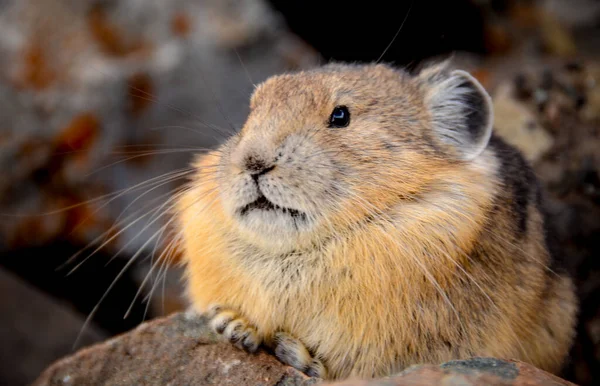 Grandes documentales - Lemming, el pequeño gigante del norte