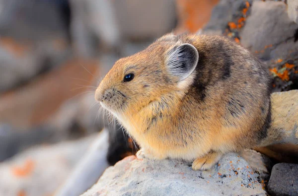 Los Pikas Americanos Son Pequeños Mamíferos Montañosos Son Criaturas Muy — Foto de Stock