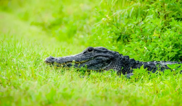 Alligatore Americano Nel Parco Nazionale Delle Everglades Florida — Foto Stock