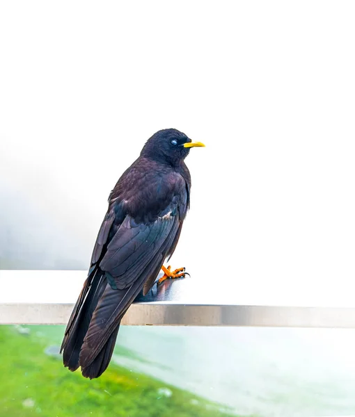 Alpesi Chough Svájci Alpokban — Stock Fotó