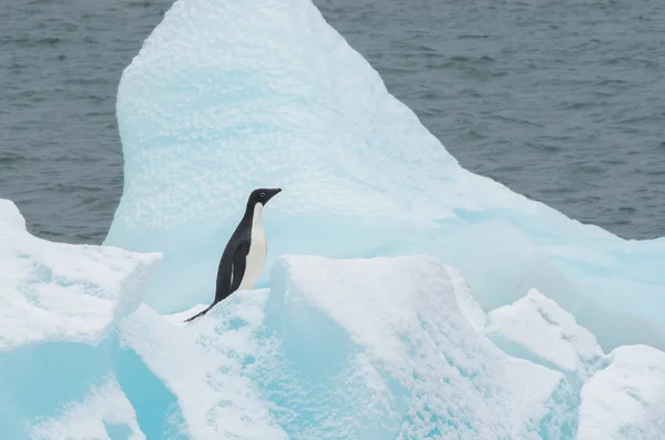 在冰上的阿德利企鹅 — 图库照片