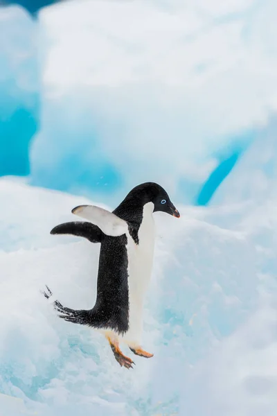 Pinguino Adelie Sul Ghiaccio — Foto Stock