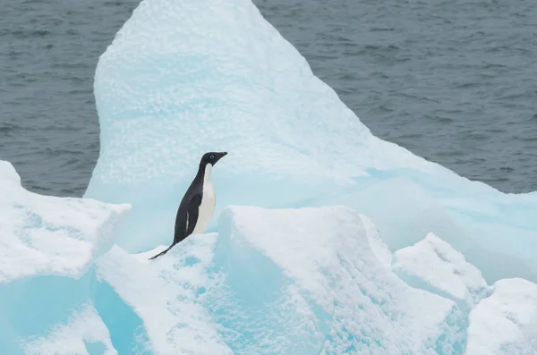 Adelie Πιγκουίνος Στον Πάγο Στην Ανταρκτική — Φωτογραφία Αρχείου