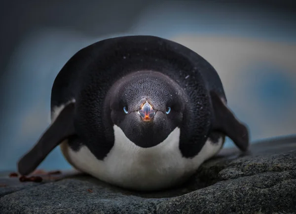 Kayalıklardaki Adelie pengueni fotoğraflanmaktan memnun değil.