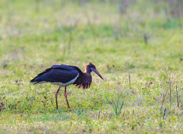 Abdims Stork Forrageamento Para Alimentos Savana — Fotografia de Stock
