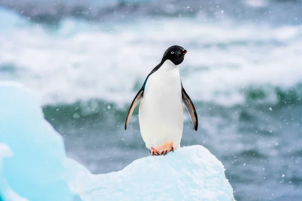 南极洲冰山上的一个阿德利企鹅 — 图库照片