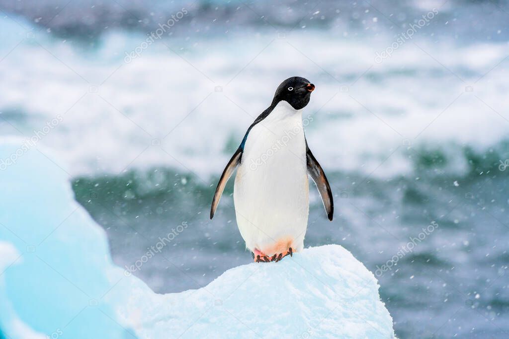 An Adelie Penguin on an iceberg in Antarctica