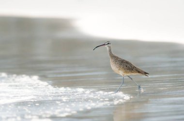 Whimbrel çok uzun, eğri bir gagası ve nispeten uzun boyun ve bacakları olan güçlü, büyük bir sahil kuşudur.