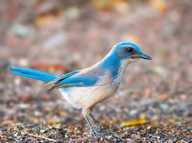 Batı Scrub Jay böcek, meyve, fındık, böğürtlen ve tohum yer.