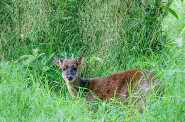 Red Brocket Geyiği, Güney Amerika 'da Kuzey Arjantin' den Kolombiya ve Guiana 'ya kadar uzanan bir tür geyik türüdür.
