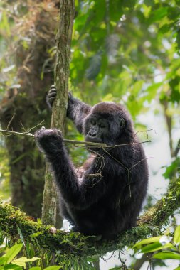 Bwindi Geçilmez Orman Ulusal Parkı 'nda Dağ Gorili