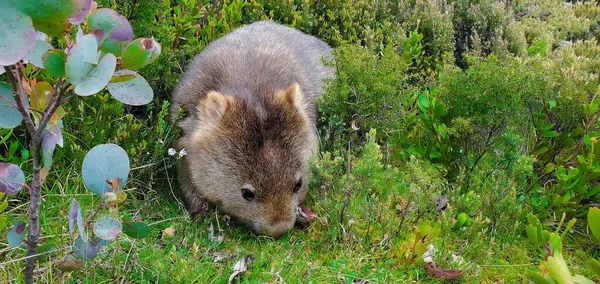 Wombat Est Marsupial Quadrupède Musclé Pattes Courtes Originaire Australie — Photo