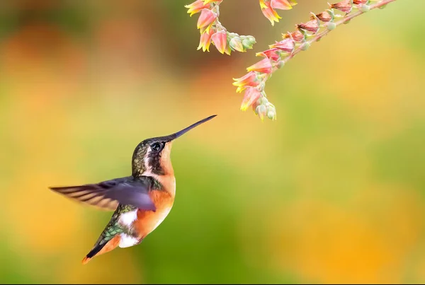 White Bellied Woodstar Tiny Hummingbirds Fly Large Bumblebees — Stock Photo, Image