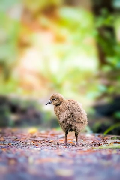 Wekas Woodhens São Muitas Vezes Confundidos Com Kiwi Porque Eles — Fotografia de Stock