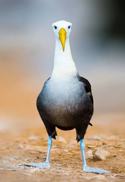 Hullámos Albatross Legnagyobb Madár Galapagoson Szárnyfesztávolsága Legfeljebb Két Fél Méter — Stock Fotó