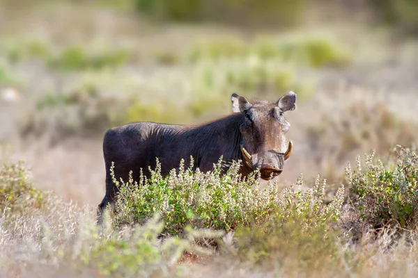 Міцні Свині Warthog Одними Найестетичніших Тварин Світі — стокове фото