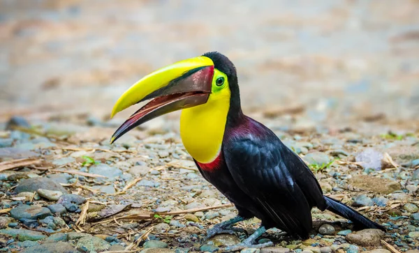 Chestnut Mandible Toucan Kosta Rika Bulunan Büyük Muhtemelen Gürültülü Beş — Stok fotoğraf