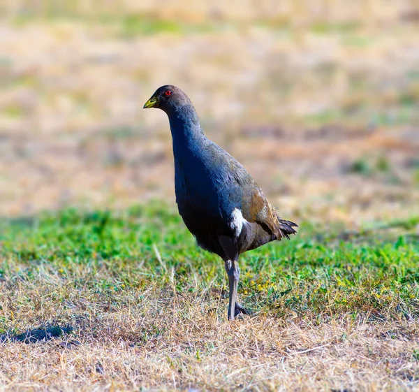 Tasmanian Nativehen Van Egy Nagy Sárga Bill Vörös Szem Barna — Stock Fotó