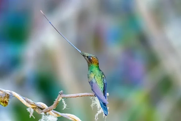 Sword Billed Hummingbird Neotropical Species Hummingbird Andean Regions South America — Stock Photo, Image