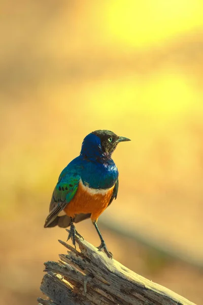 Superb Starling Маленькая Отчетливая Птица Метеорными Зелеными Синими Груди Спине — стоковое фото