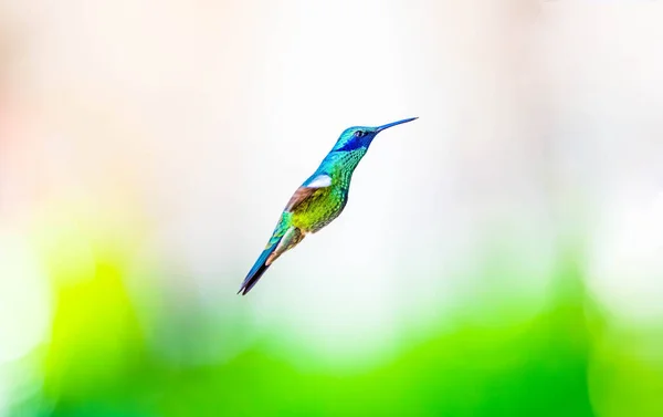Fioletowe Łzy Musujące Gatunek Kolibra Rozpowszechniony Wyżynach Północnej Zachodniej Ameryki — Zdjęcie stockowe