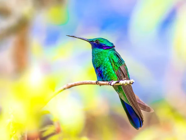 Sparkling Violetear Est Une Espèce Colibri Répandue Dans Les Hautes — Photo